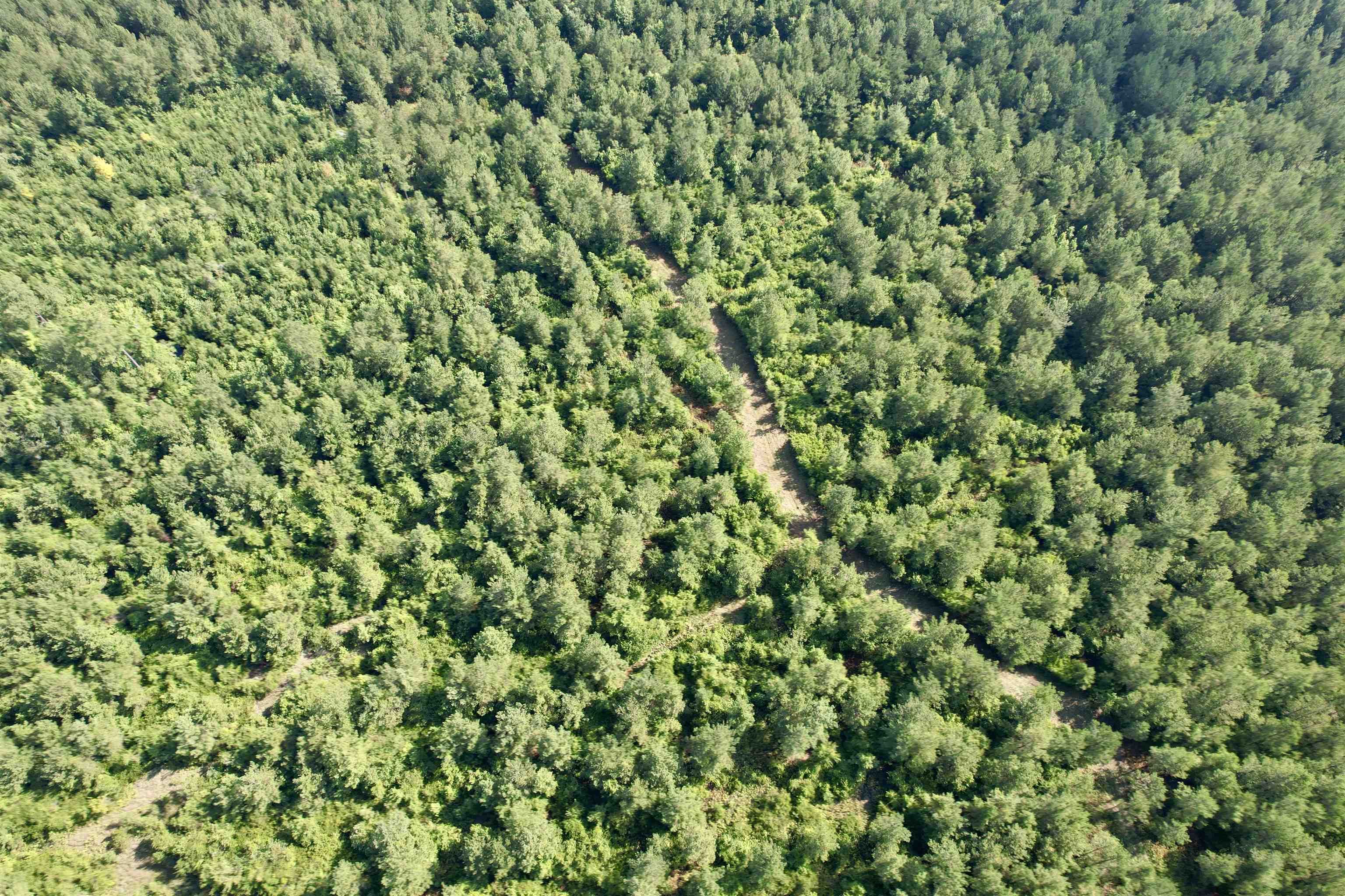 101.49-acres - Epps Road New Zion, SC 29111 - Photo 12 of 24