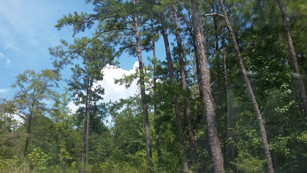 0 Moore Circle Abbeville, AL 36310 - Photo 3 of 3