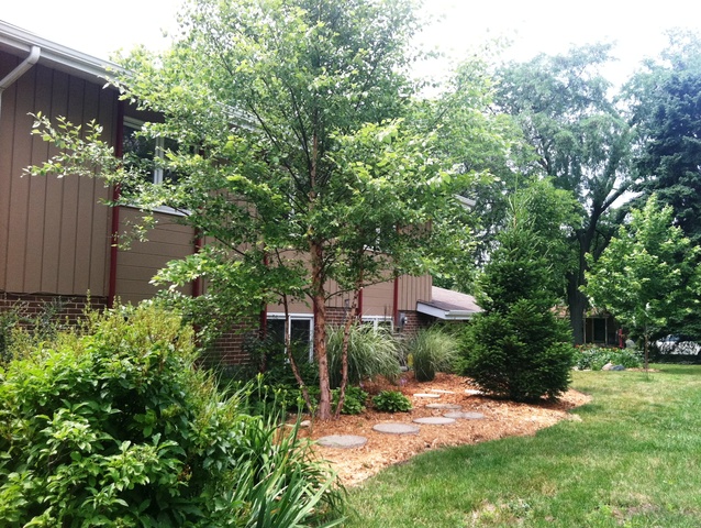 339 High Road Cary, IL 60013 - Photo 18 of 25 a view of a backyard with plants and large trees