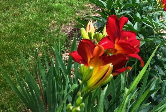 339 High Road Cary, IL 60013 - Photo 23 of 25 a view of a flower in a garden