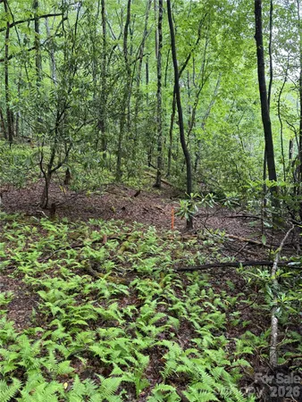 a view of a lush green forest