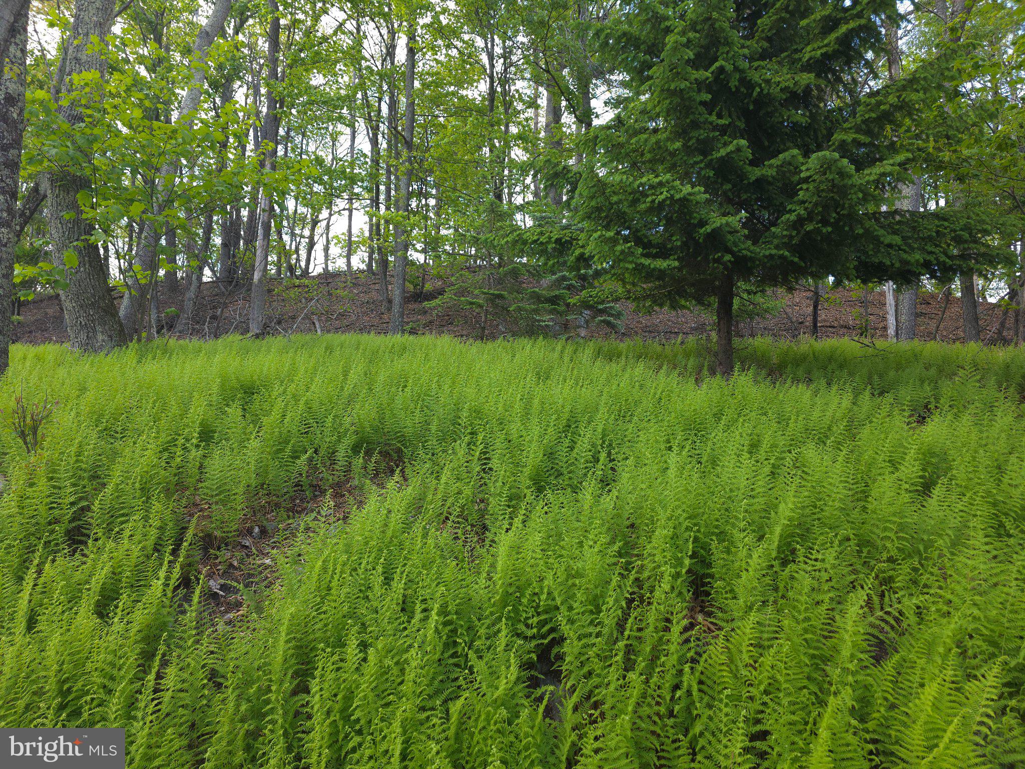 152 Sharp Ridge Lane Franklin, WV 26807 - Photo 49 of 53 a view of yard with green space