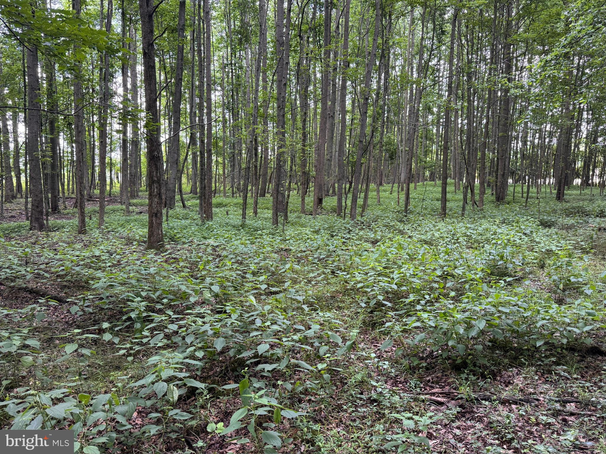 Trunk Line Road Henderson, MD 21640 - Photo 6 of 7 a view of outdoor space and green space