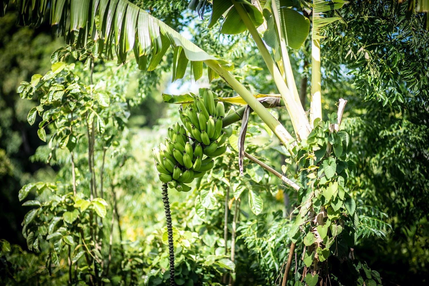 741 Haiku Road Haiku, HI 96708 - Photo 25 of 26 a view of a plant