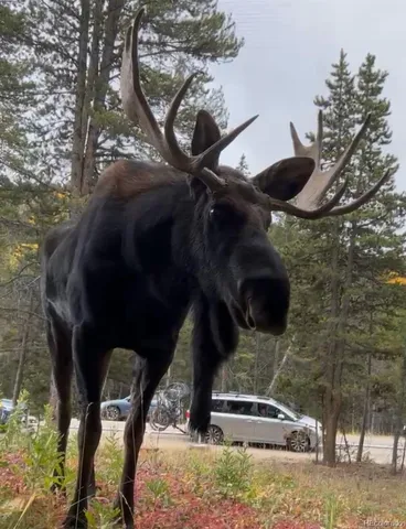 a picture of a tree in a yard
