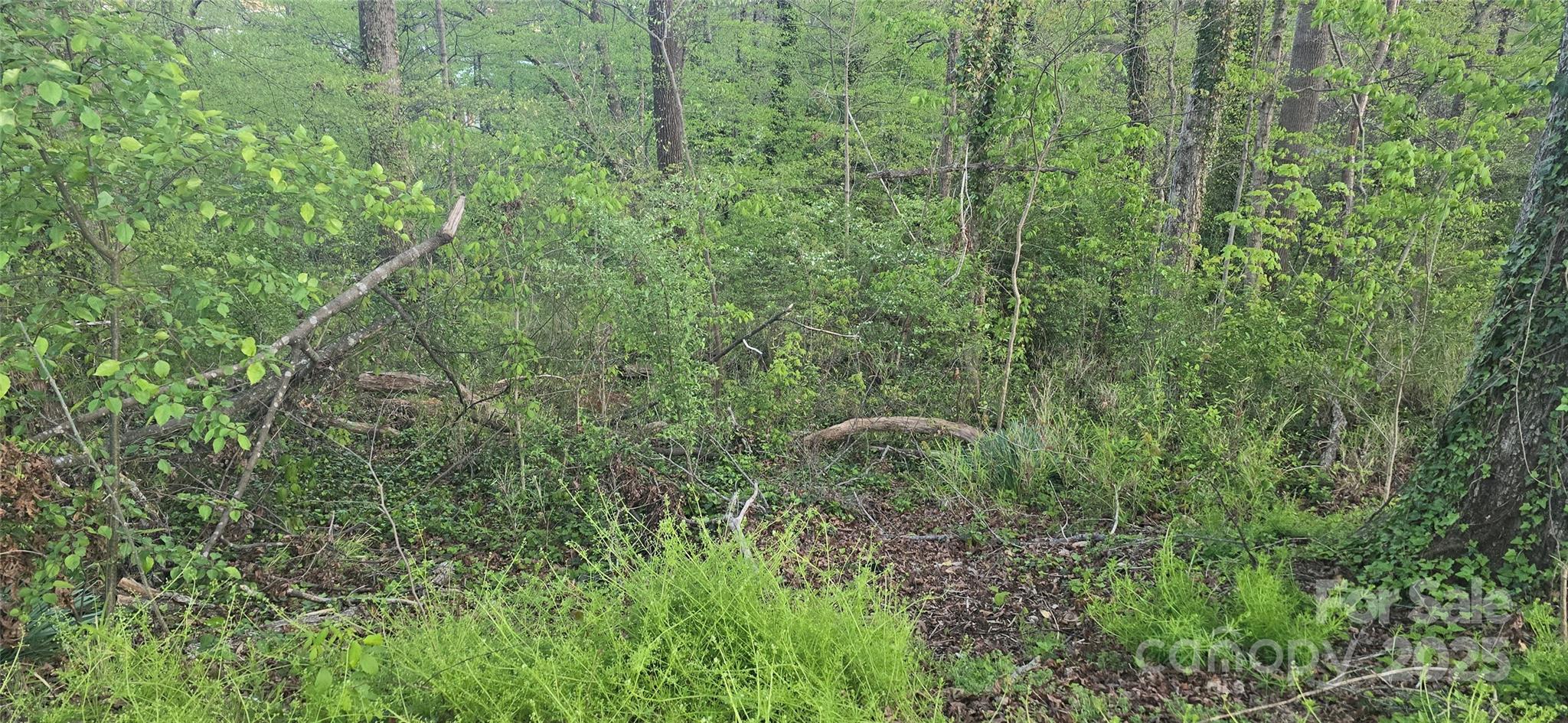 a view of a lush green forest