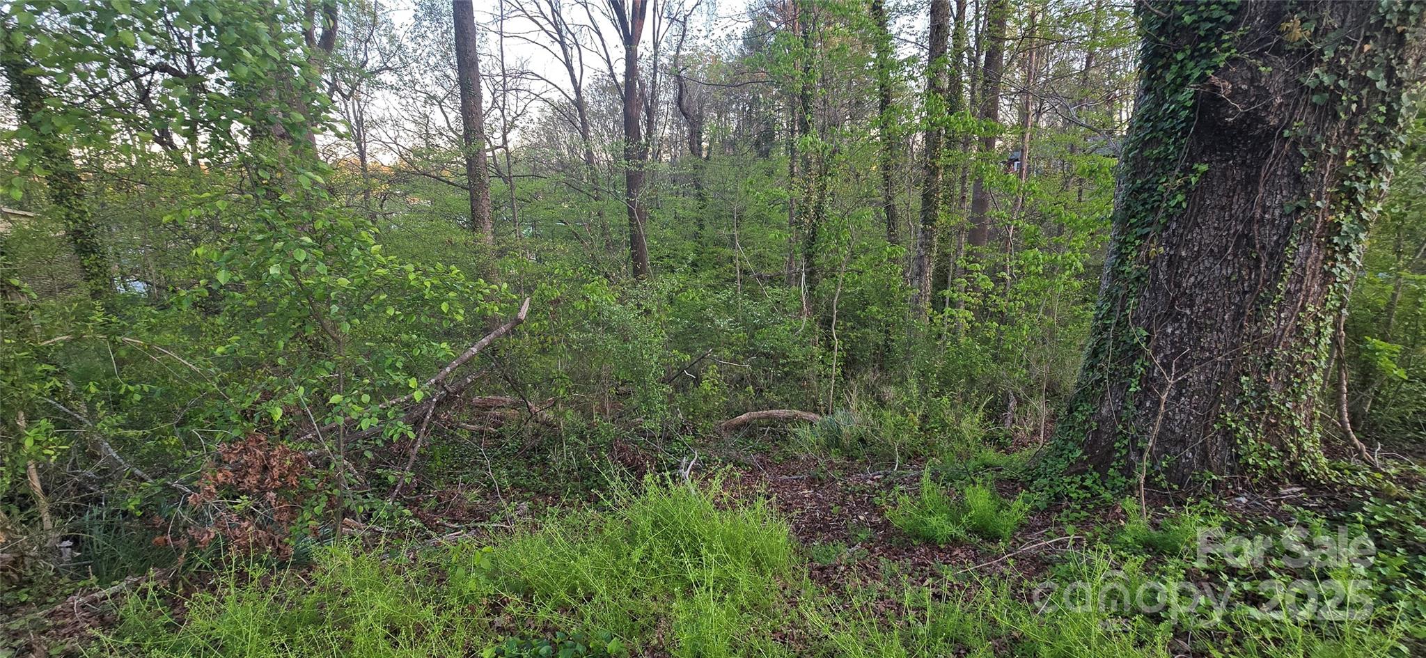 0 High Circle Northwest Lenoir, NC 28645 - Photo 2 of 3 a view of a forest with a forest