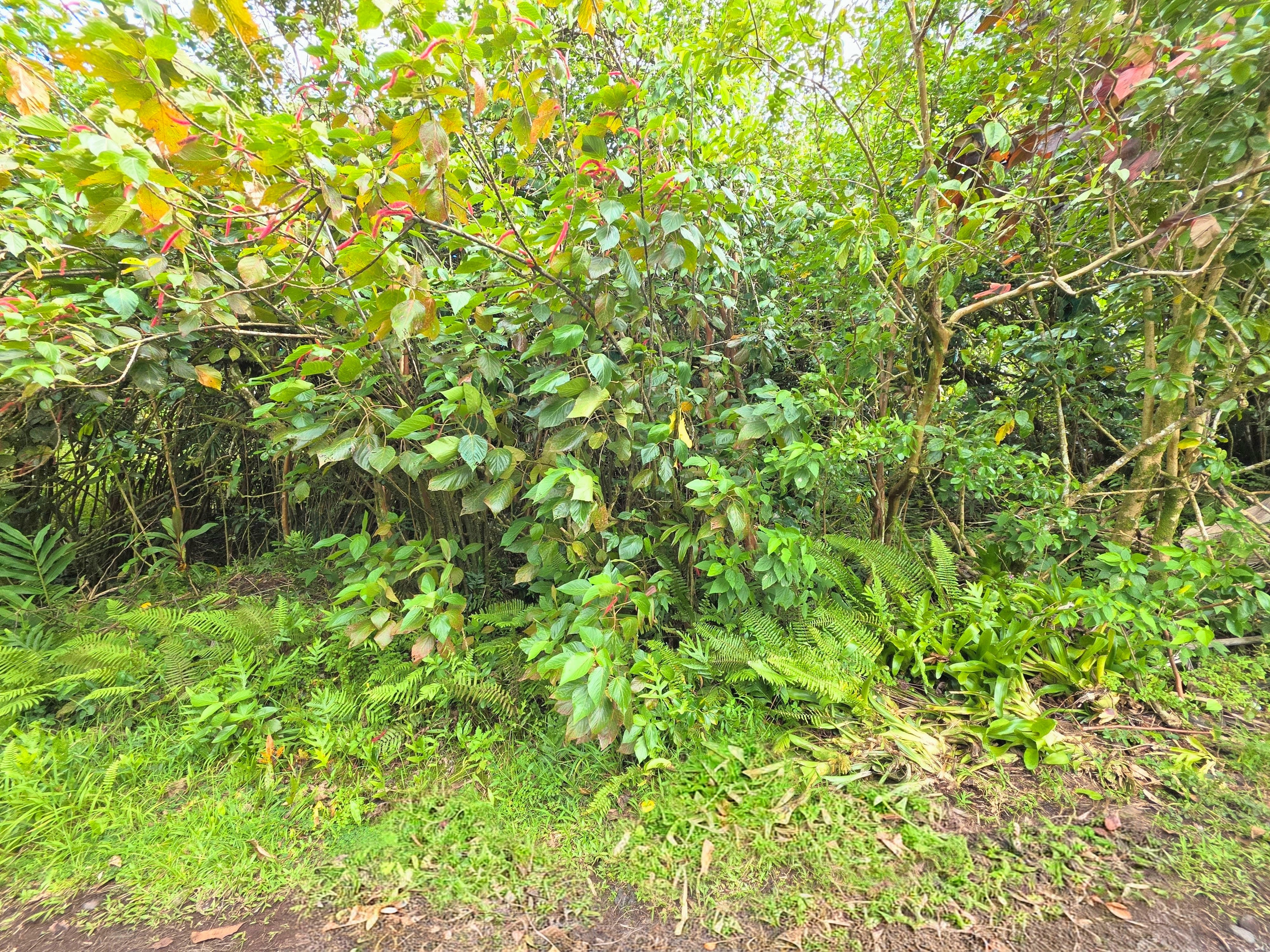 172 Aloha Road Pahoa, HI 96778 - Photo 5 of 11