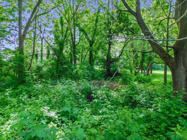 a view of a lush green forest