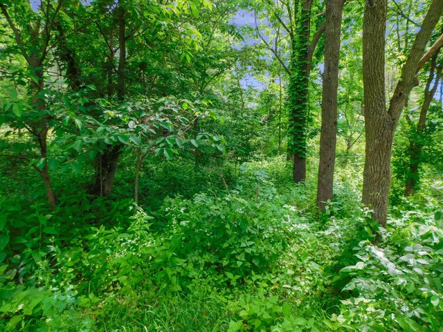 a view of a lush green forest