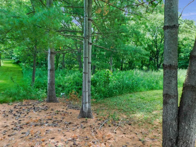 a view of a forest with trees