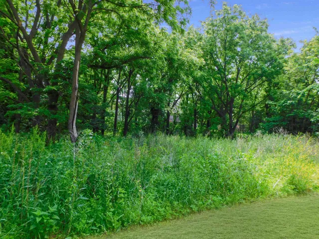 a view of a lush green space
