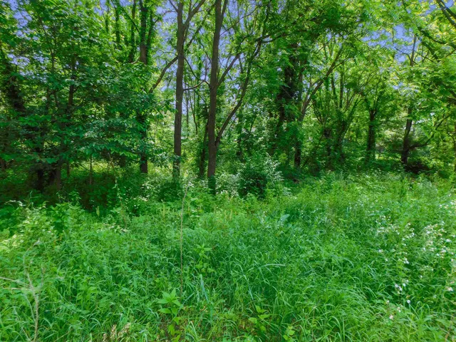 a view of a lush green space