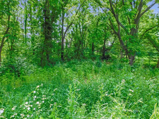 a view of a lush green forest