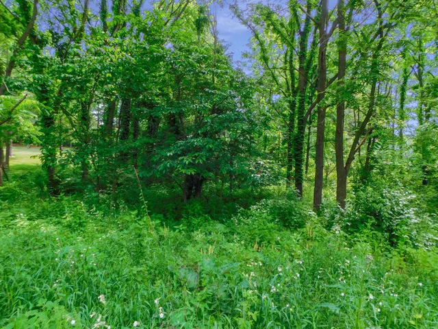 a view of a lush green forest