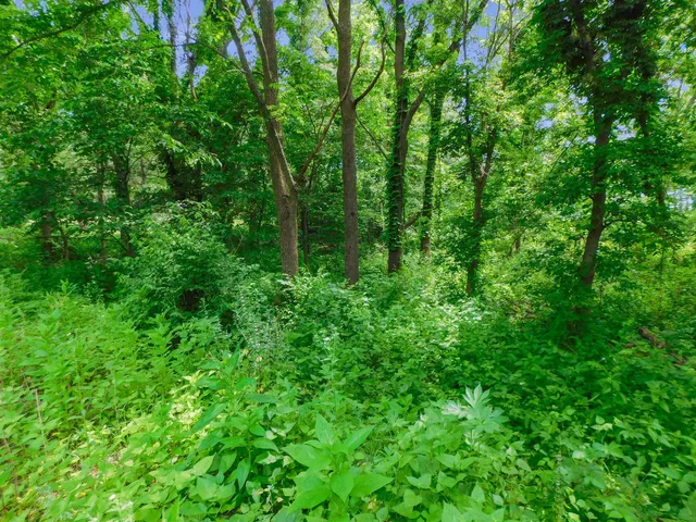 a view of a lush green forest