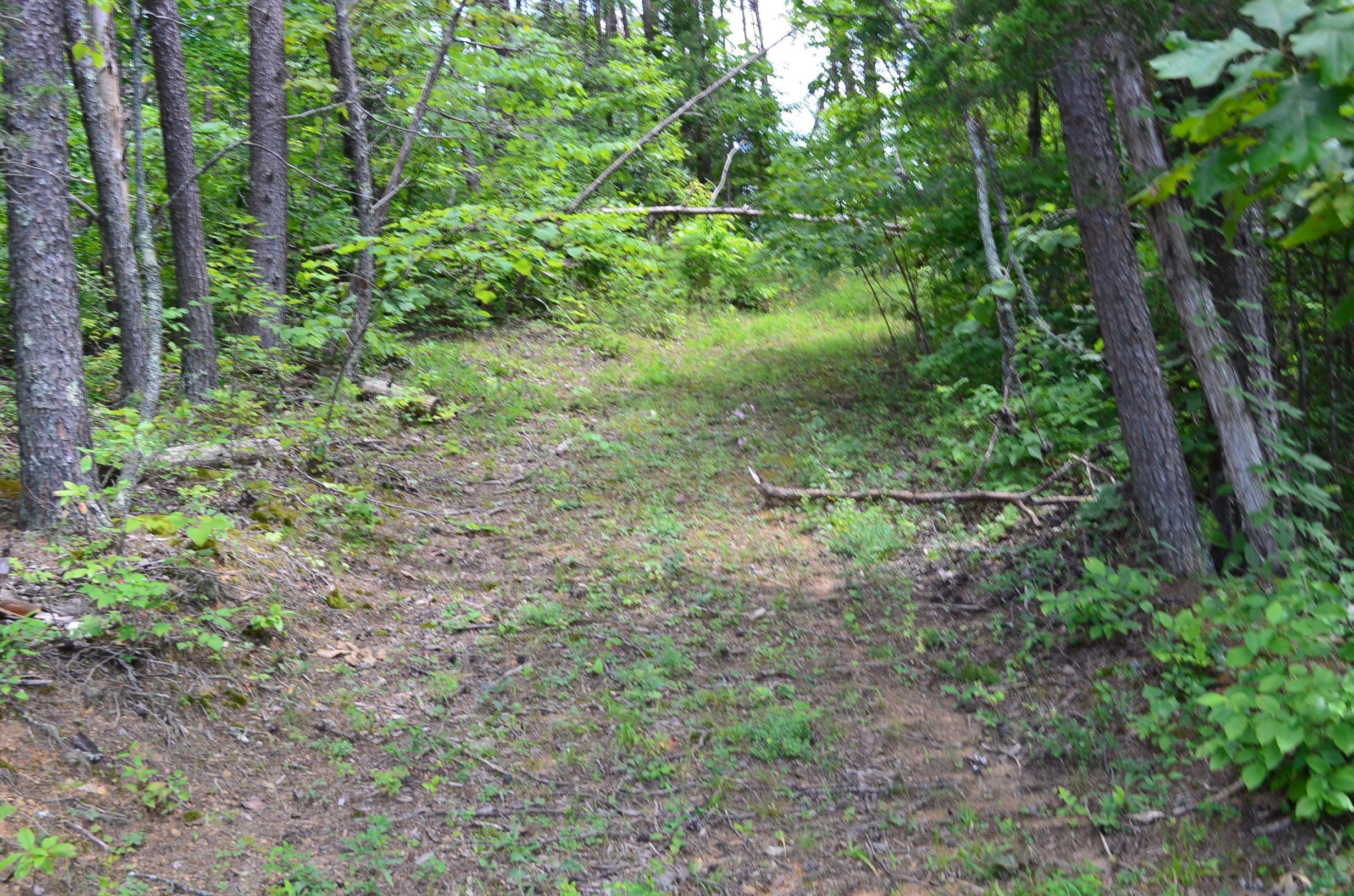 11.6-acres Little Caney Valley Road Tazewell, TN 37879 - Photo 11 of 28 DSC_0987
