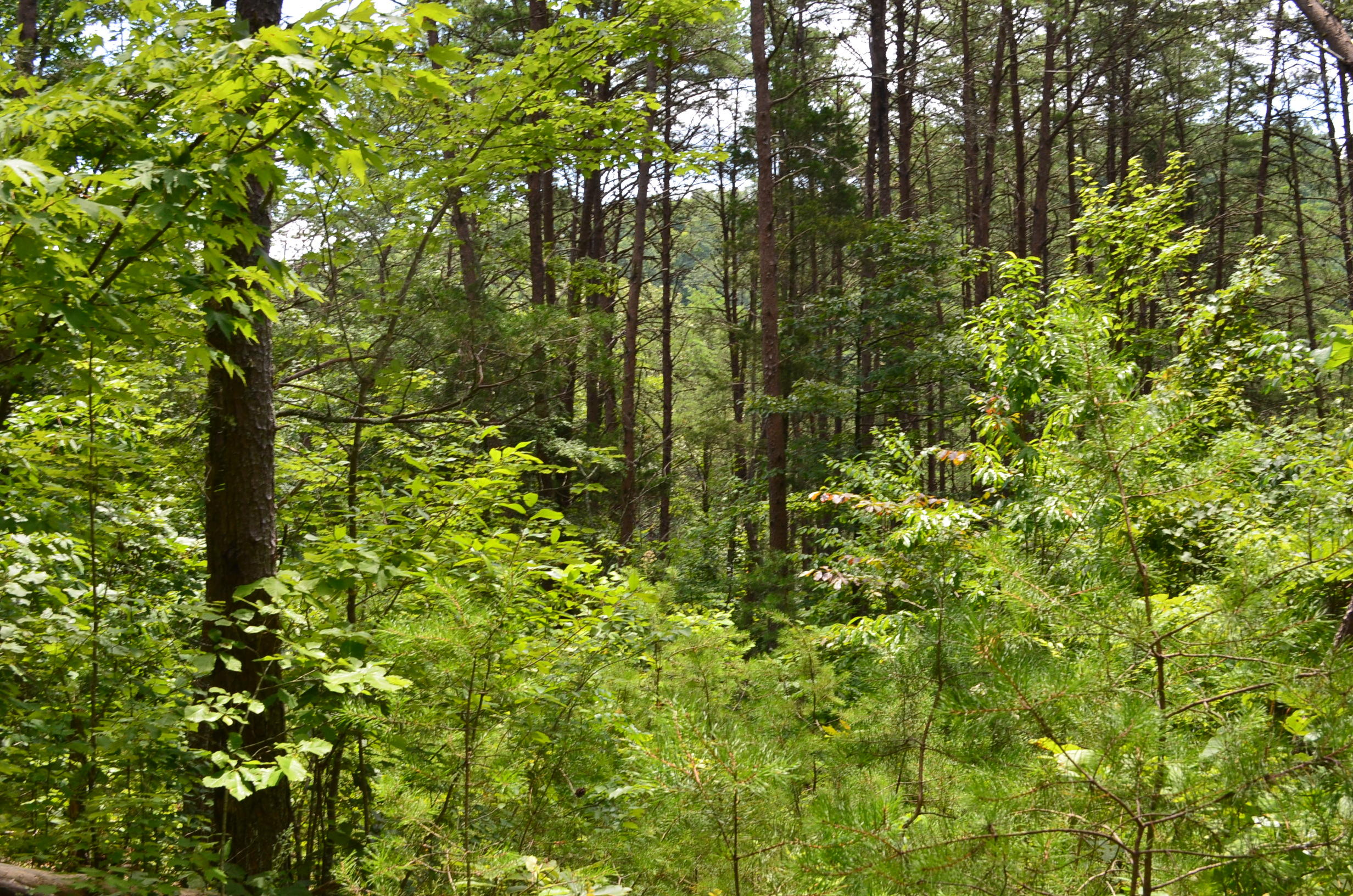 11.6-acres Little Caney Valley Road Tazewell, TN 37879 - Photo 13 of 28 DSC_0989