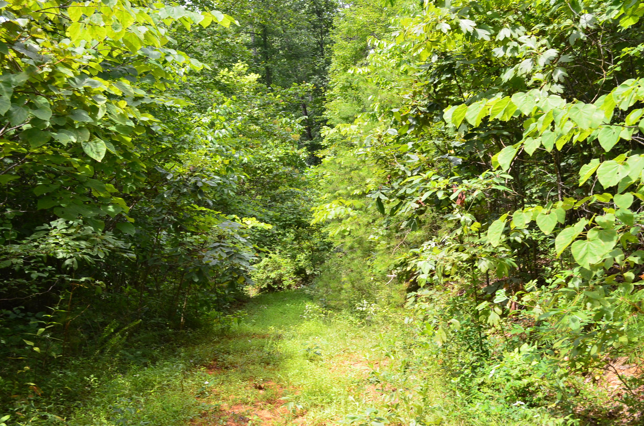11.6-acres Little Caney Valley Road Tazewell, TN 37879 - Photo 14 of 28 DSC_0990