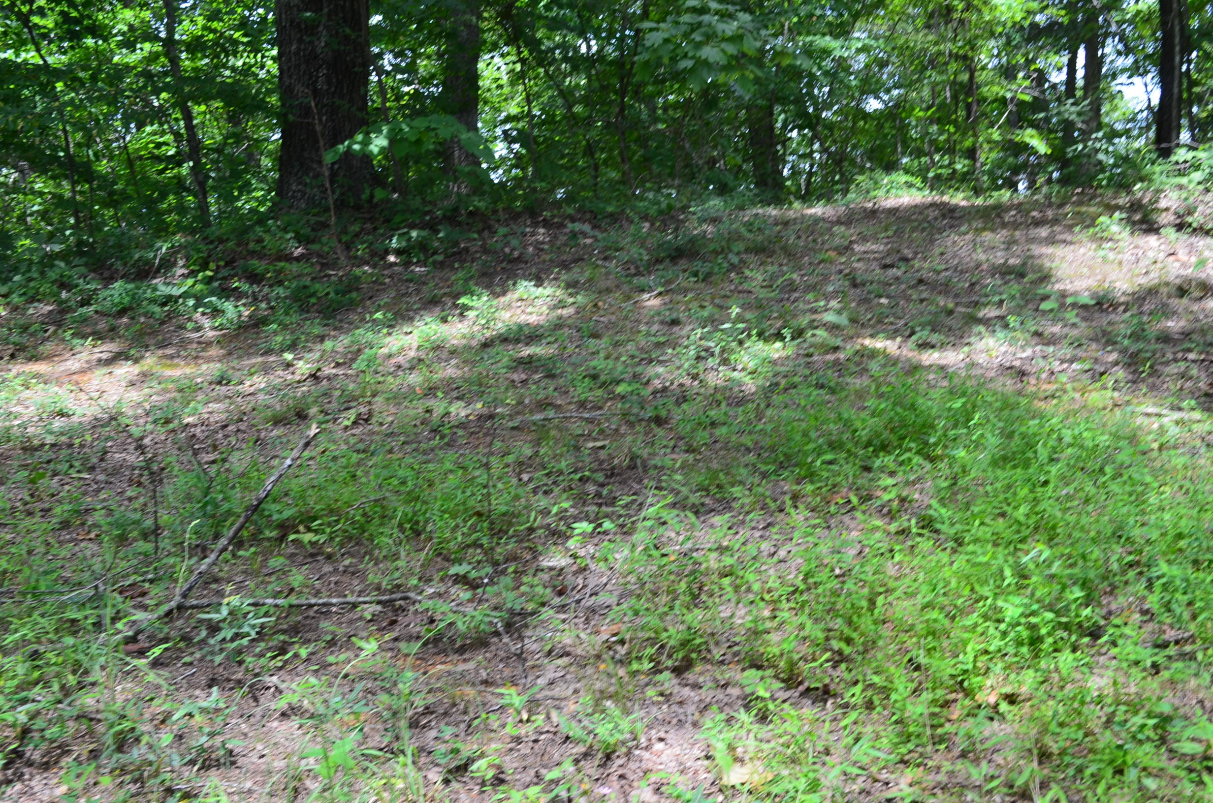 11.6-acres Little Caney Valley Road Tazewell, TN 37879 - Photo 15 of 28 DSC_0992