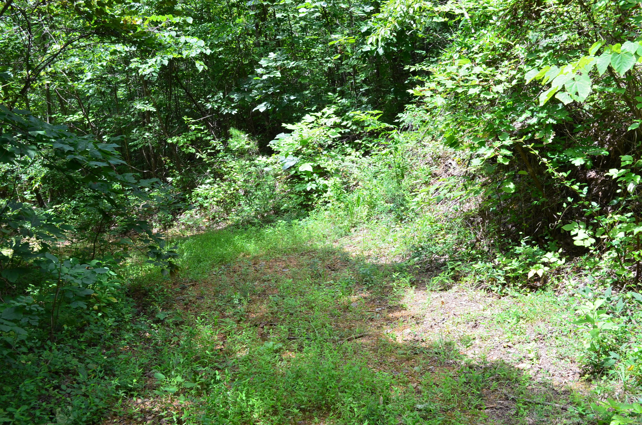 11.6-acres Little Caney Valley Road Tazewell, TN 37879 - Photo 16 of 28 DSC_0993