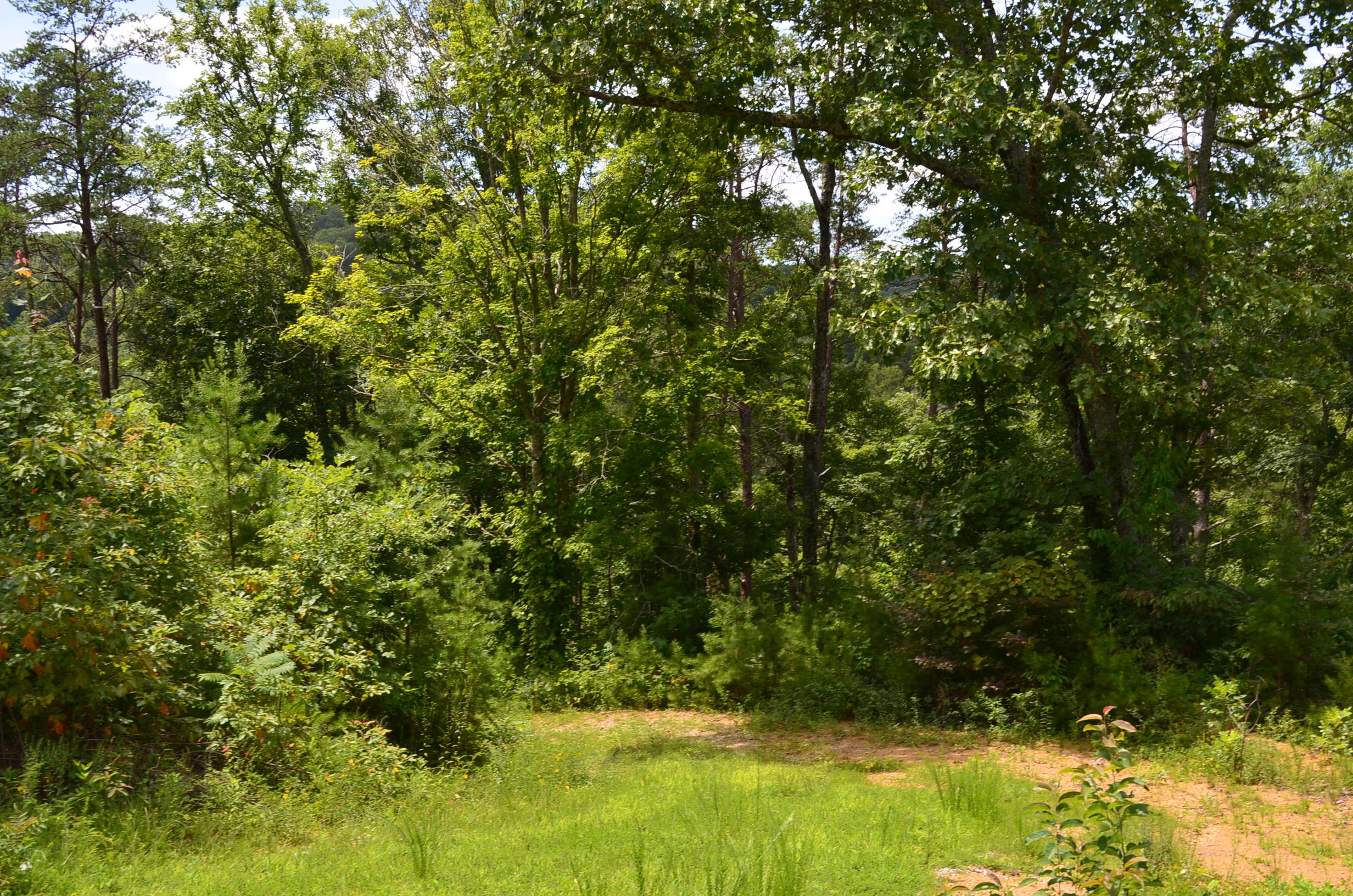 11.6-acres Little Caney Valley Road Tazewell, TN 37879 - Photo 17 of 28 DSC_0994