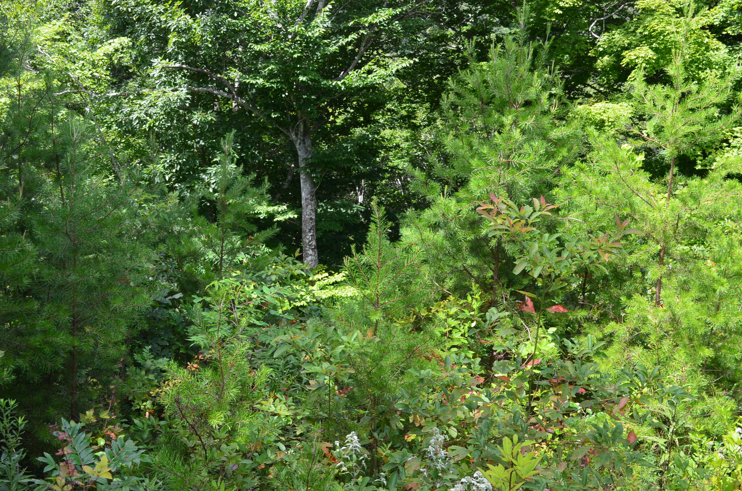 11.6-acres Little Caney Valley Road Tazewell, TN 37879 - Photo 19 of 28 DSC_0997