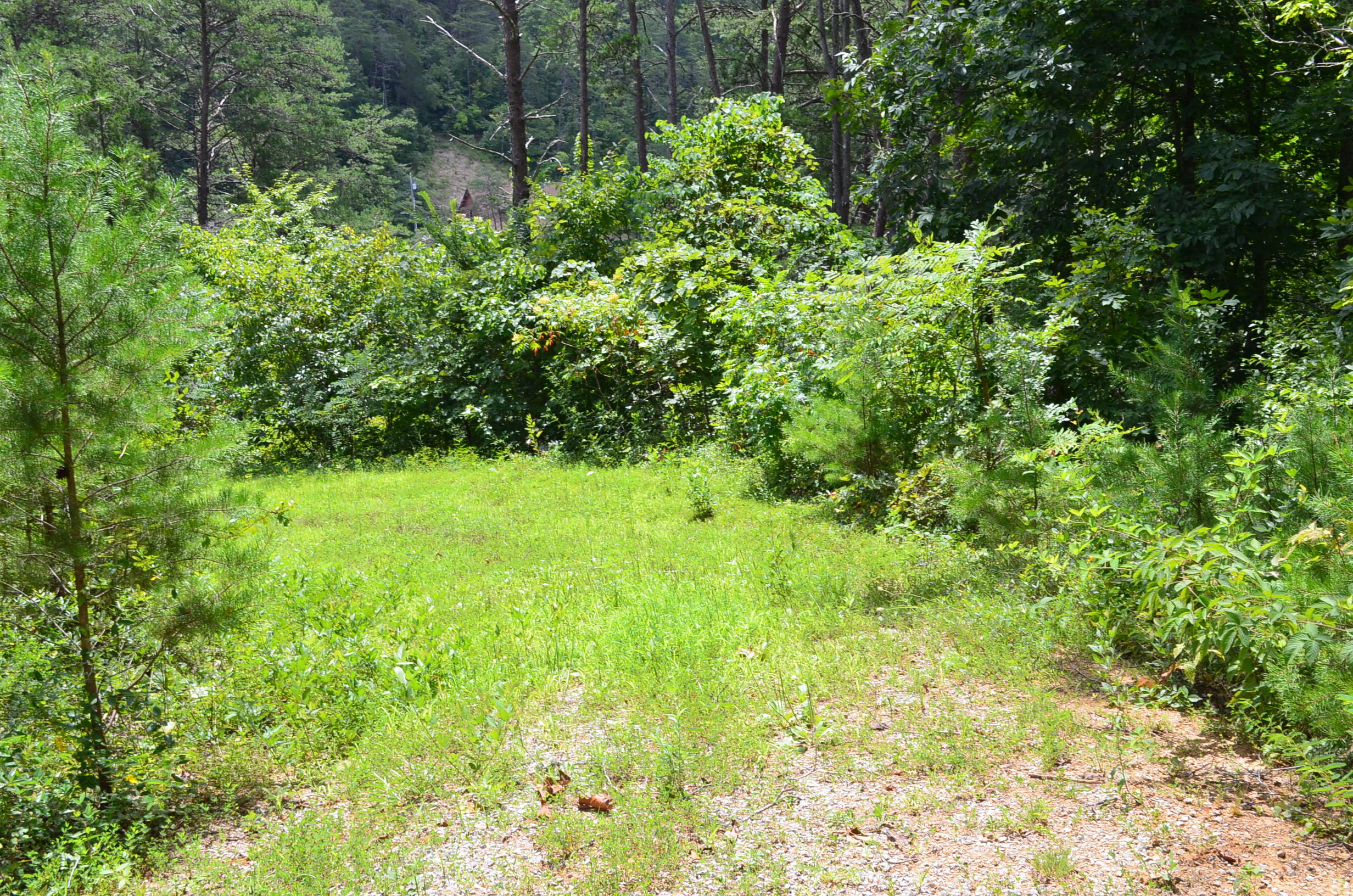 11.6-acres Little Caney Valley Road Tazewell, TN 37879 - Photo 20 of 28 DSC_0998