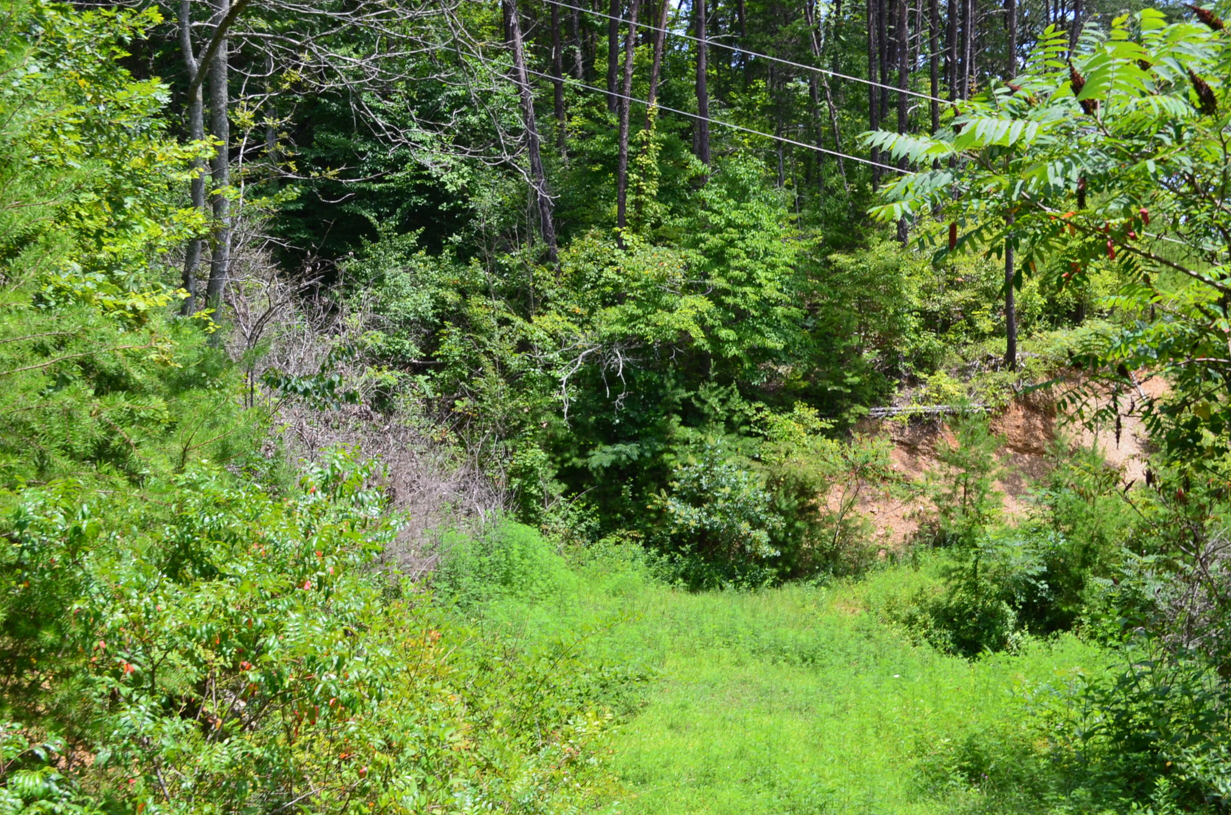 11.6-acres Little Caney Valley Road Tazewell, TN 37879 - Photo 21 of 28 DSC_0999
