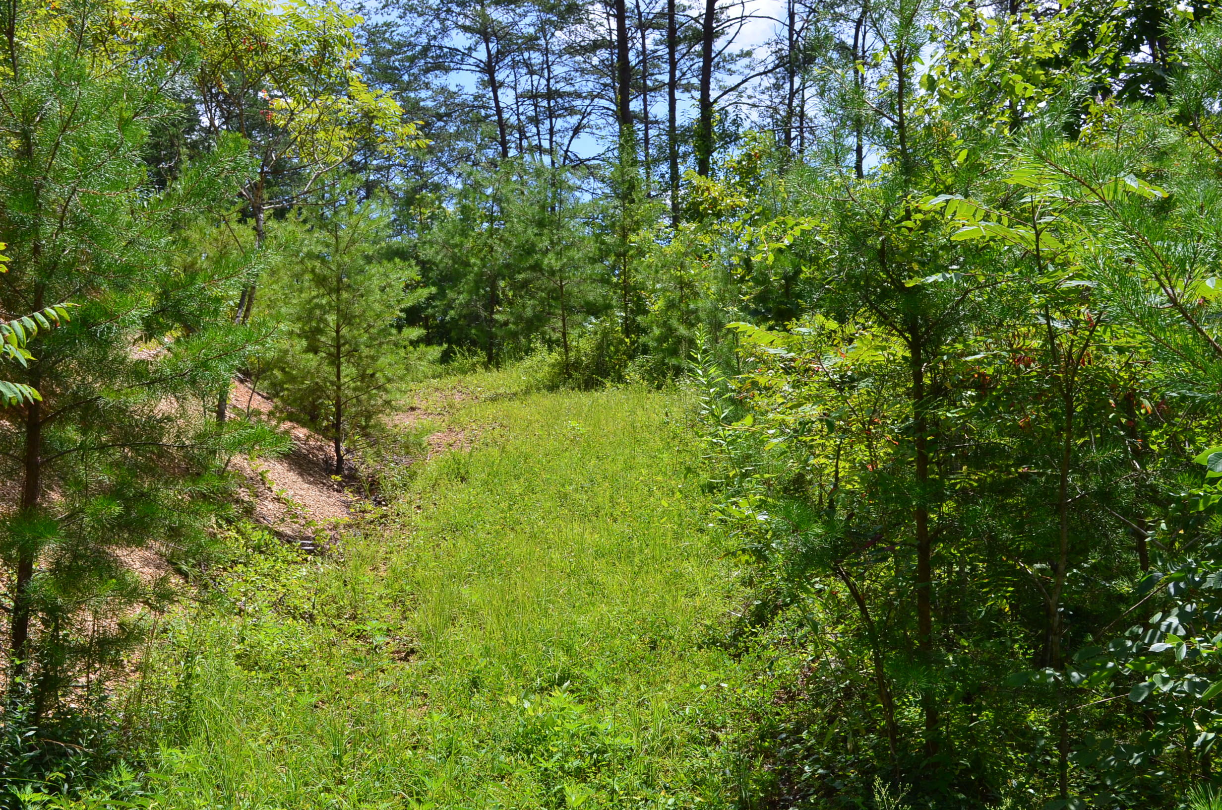 11.6-acres Little Caney Valley Road Tazewell, TN 37879 - Photo 22 of 28 DSC_1000