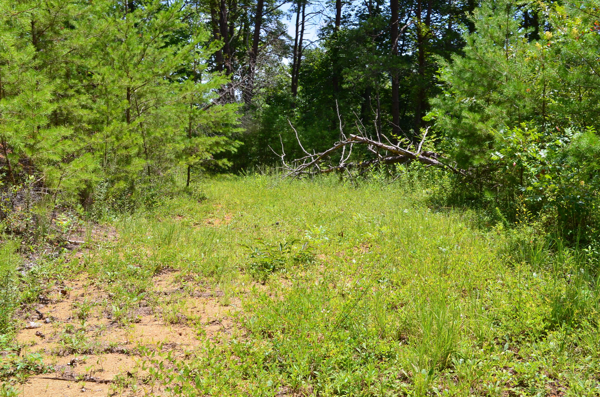 11.6-acres Little Caney Valley Road Tazewell, TN 37879 - Photo 23 of 28 DSC_1001