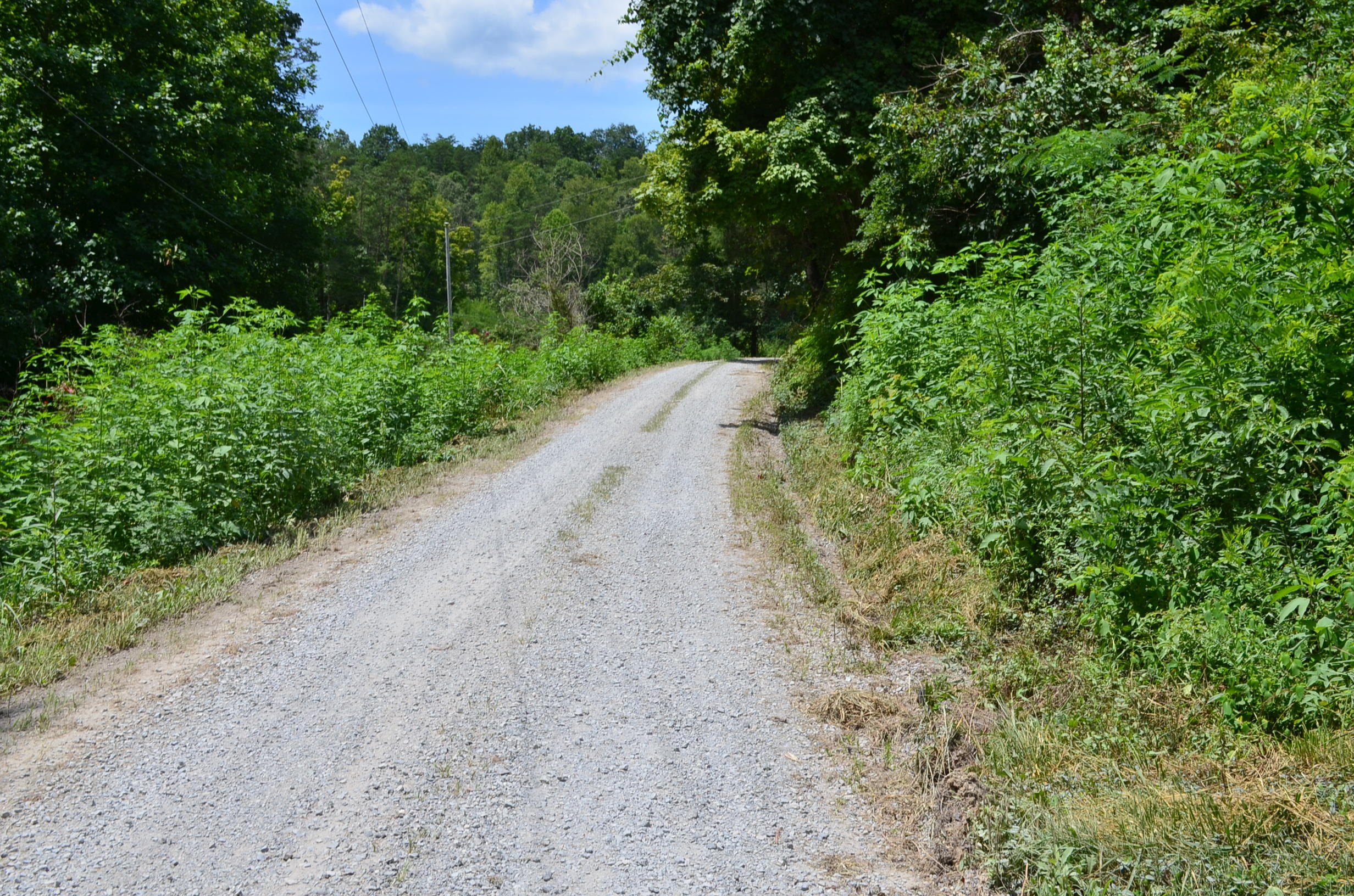 11.6-acres Little Caney Valley Road Tazewell, TN 37879 - Photo 26 of 28 DSC_1004