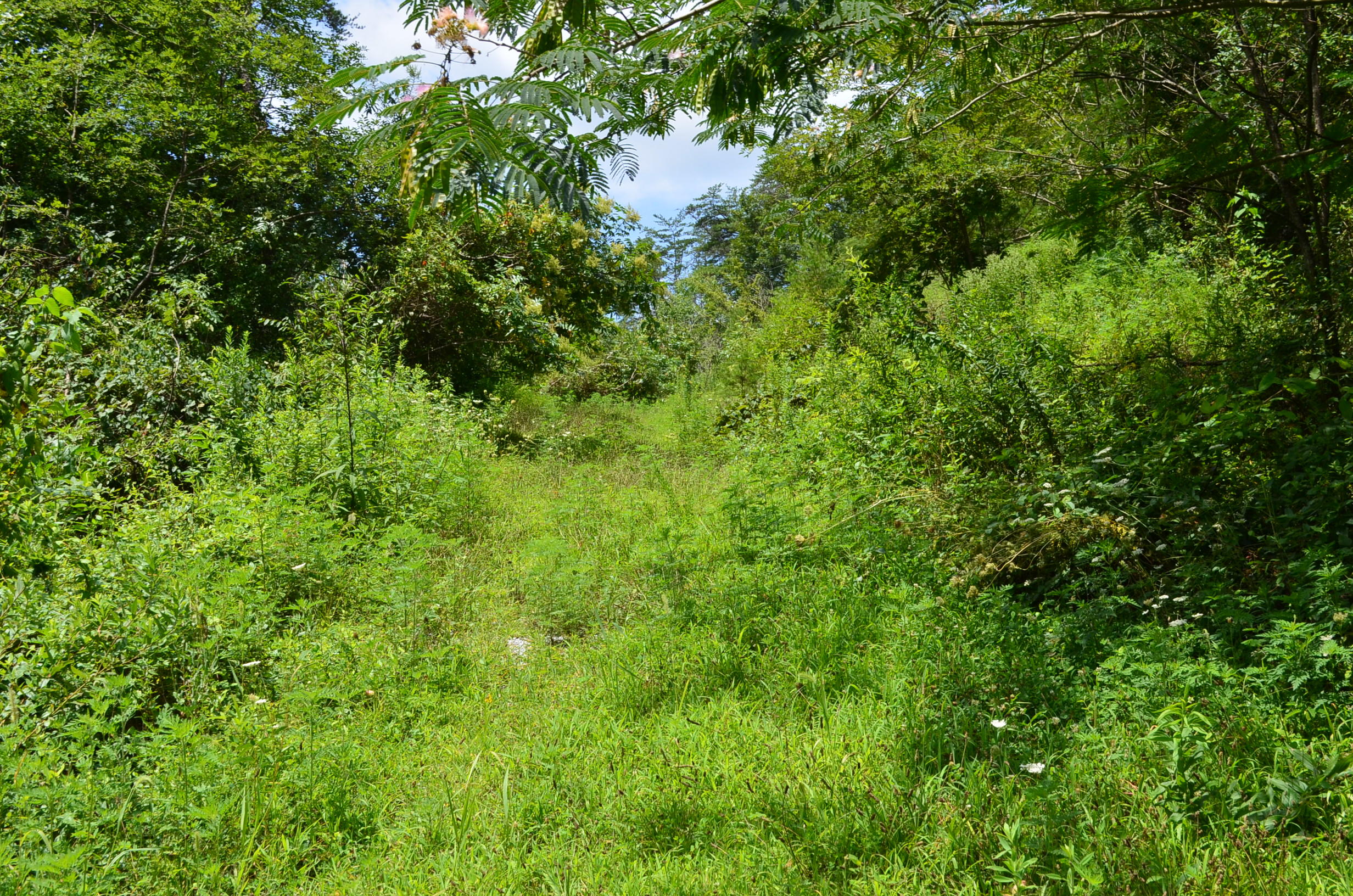 11.6-acres Little Caney Valley Road Tazewell, TN 37879 - Photo 5 of 28 DSC_0980