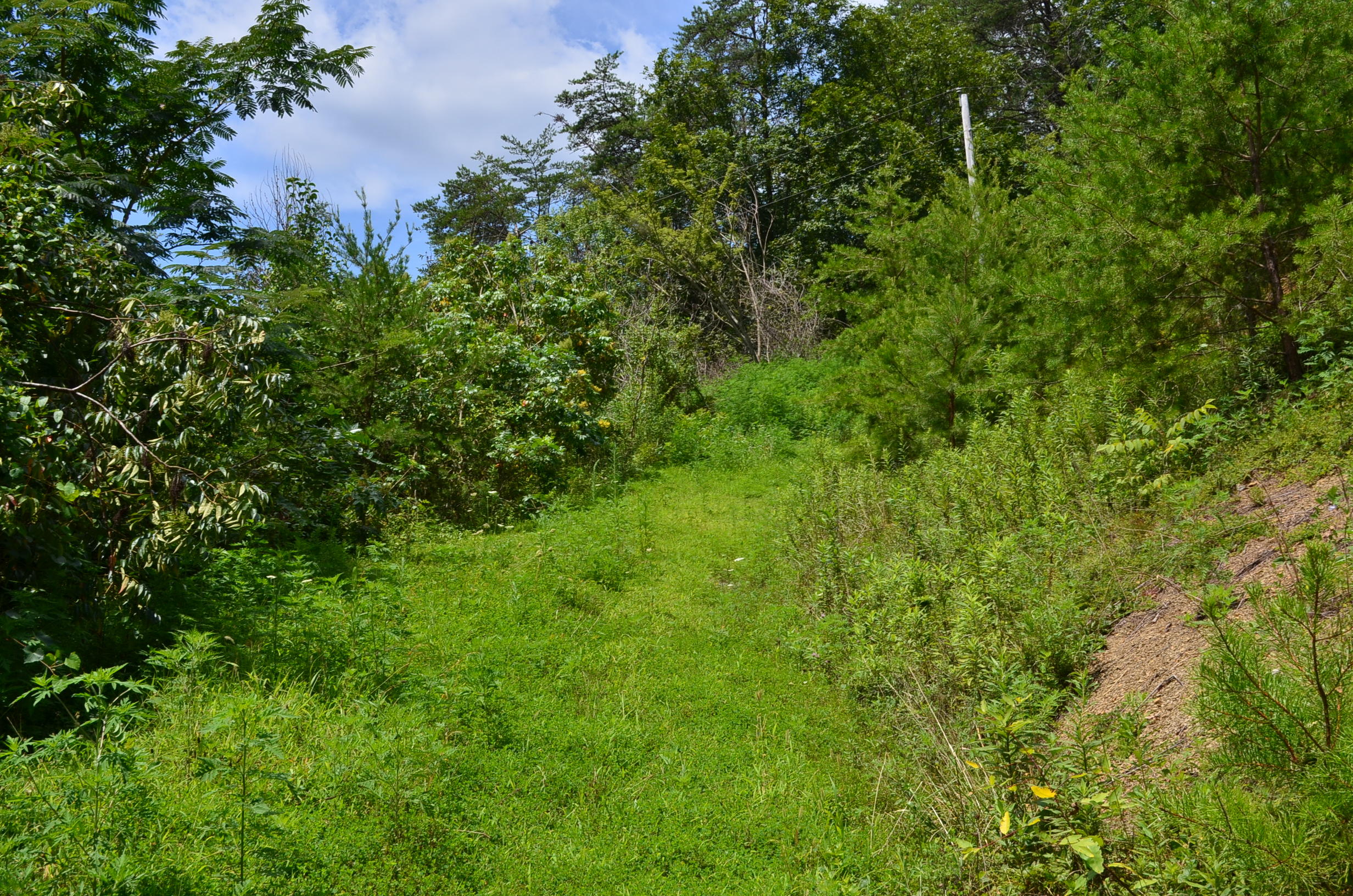 11.6-acres Little Caney Valley Road Tazewell, TN 37879 - Photo 6 of 28 DSC_0981