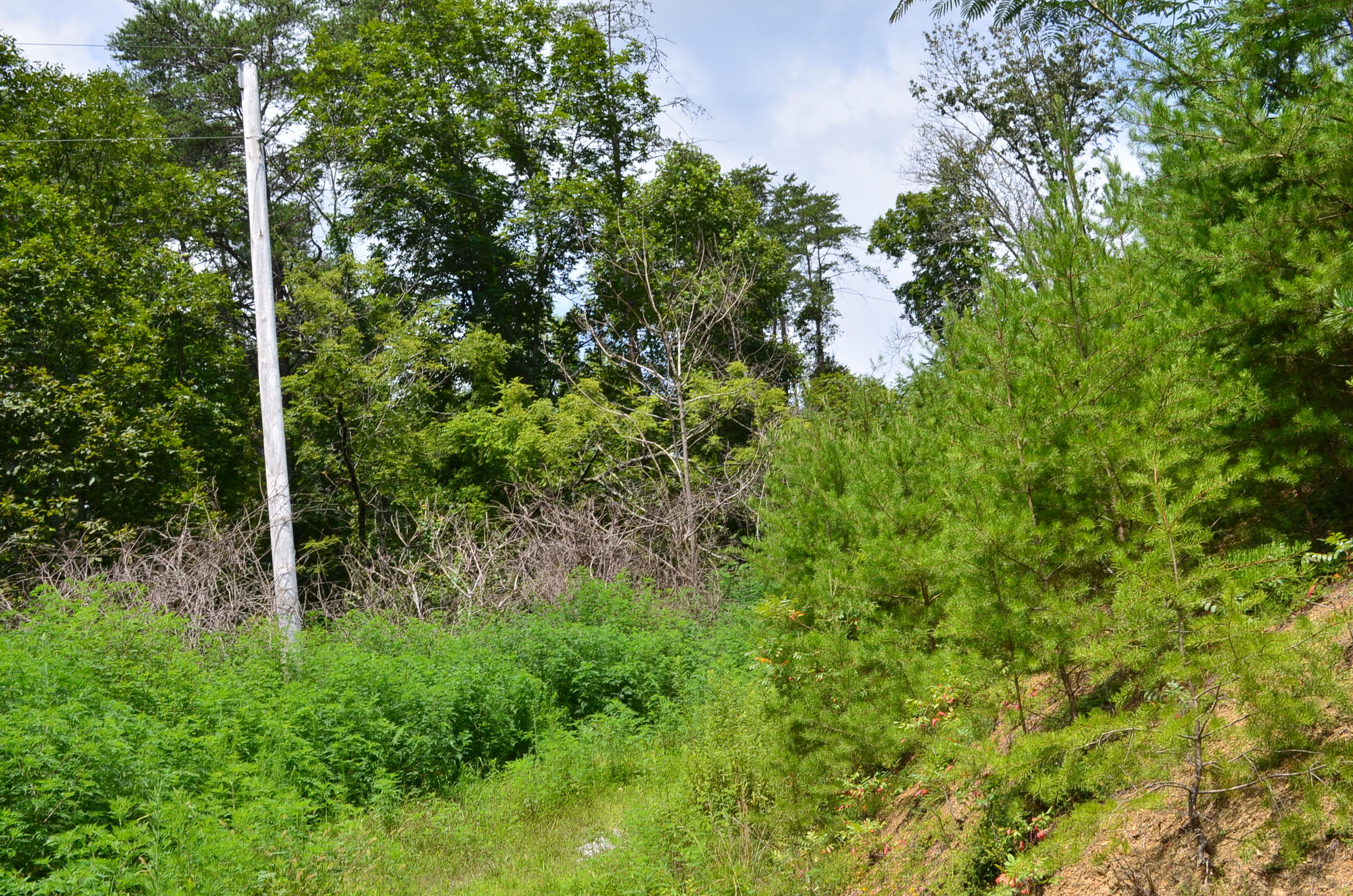 11.6-acres Little Caney Valley Road Tazewell, TN 37879 - Photo 7 of 28 DSC_0982