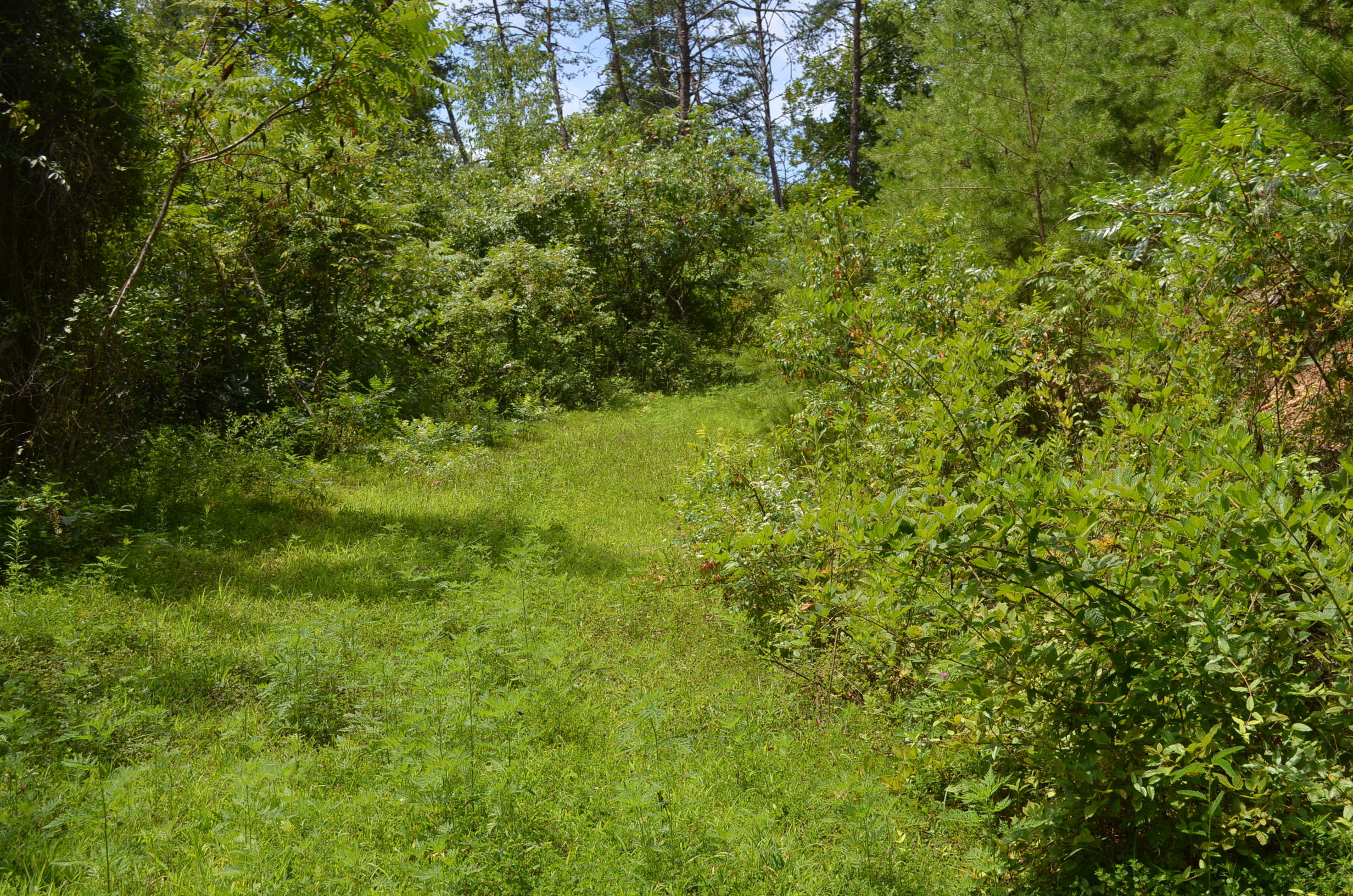 11.6-acres Little Caney Valley Road Tazewell, TN 37879 - Photo 8 of 28 DSC_0983