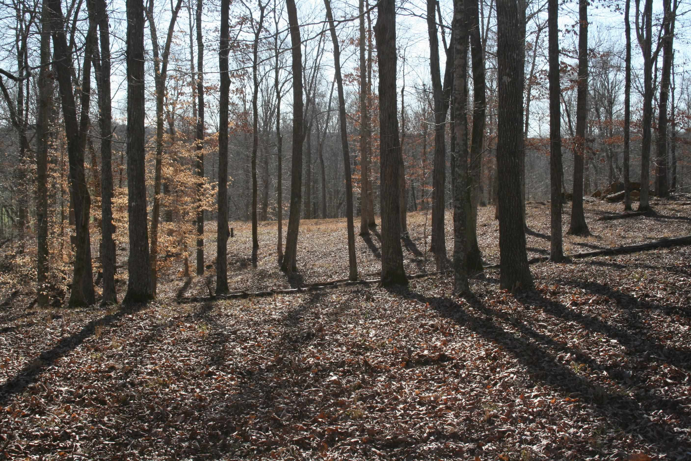 0 Poplar Springs Bargerton Road Lexington, TN 38351 - Photo 2 of 23 Photo 2