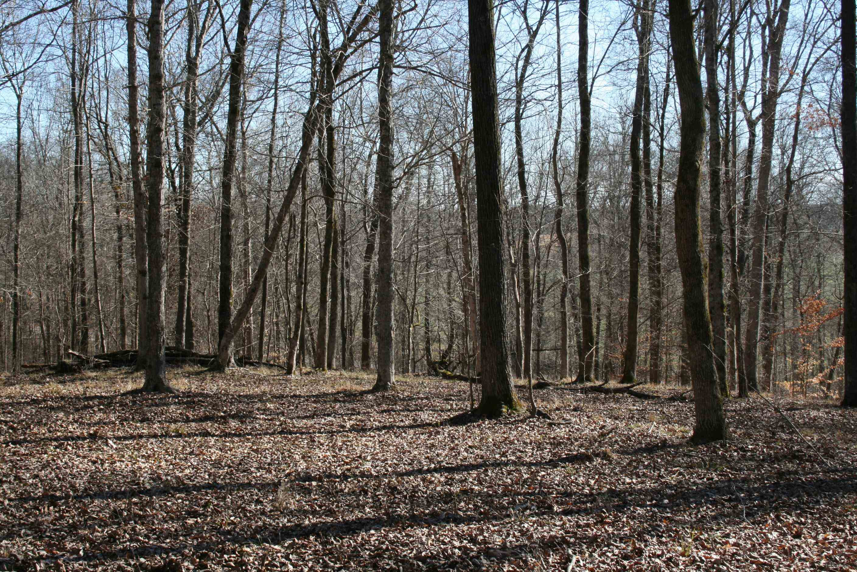 0 Poplar Springs Bargerton Road Lexington, TN 38351 - Photo 3 of 23 Photo 3