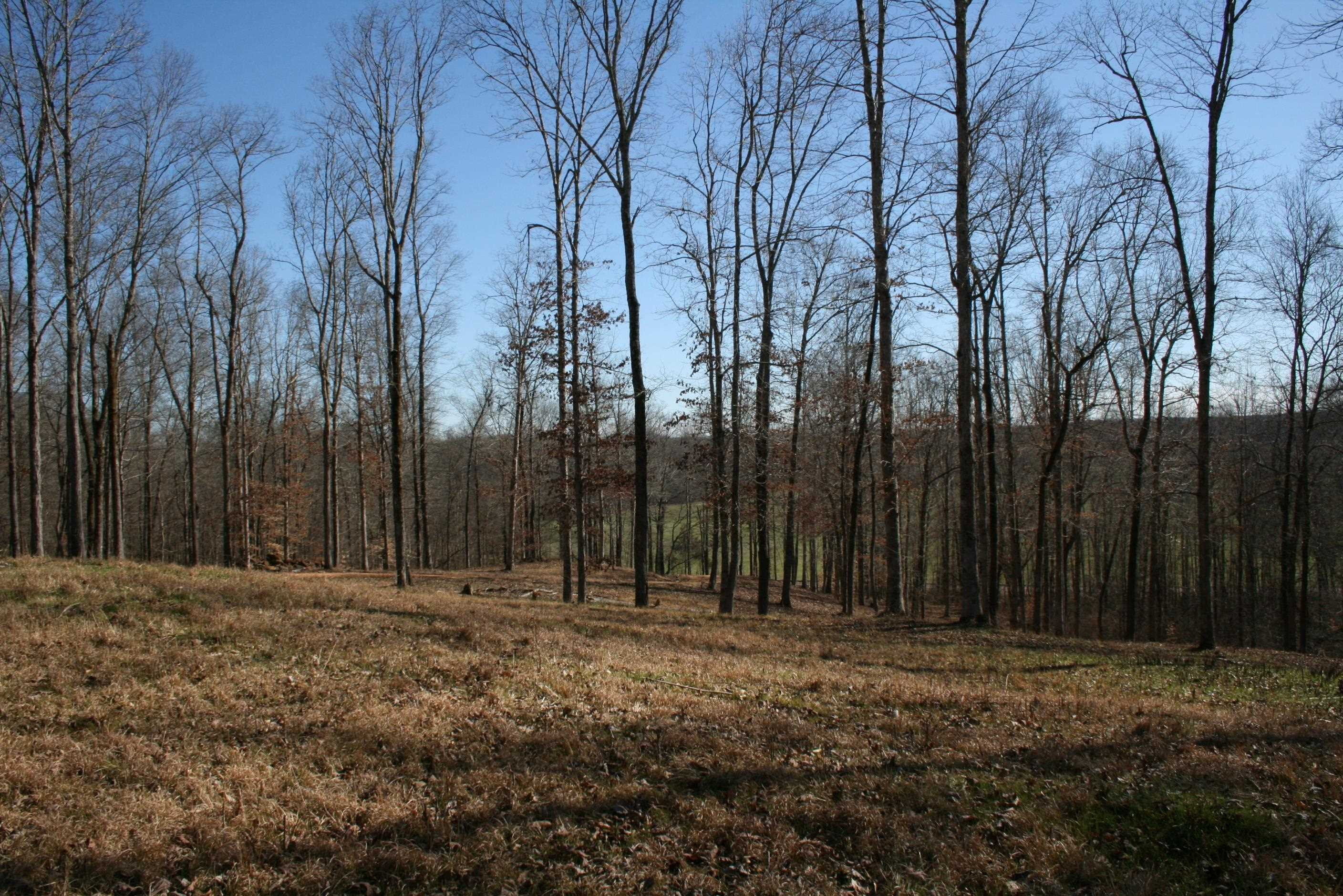 0 Poplar Springs Bargerton Road Lexington, TN 38351 - Photo 5 of 23 Photo 5
