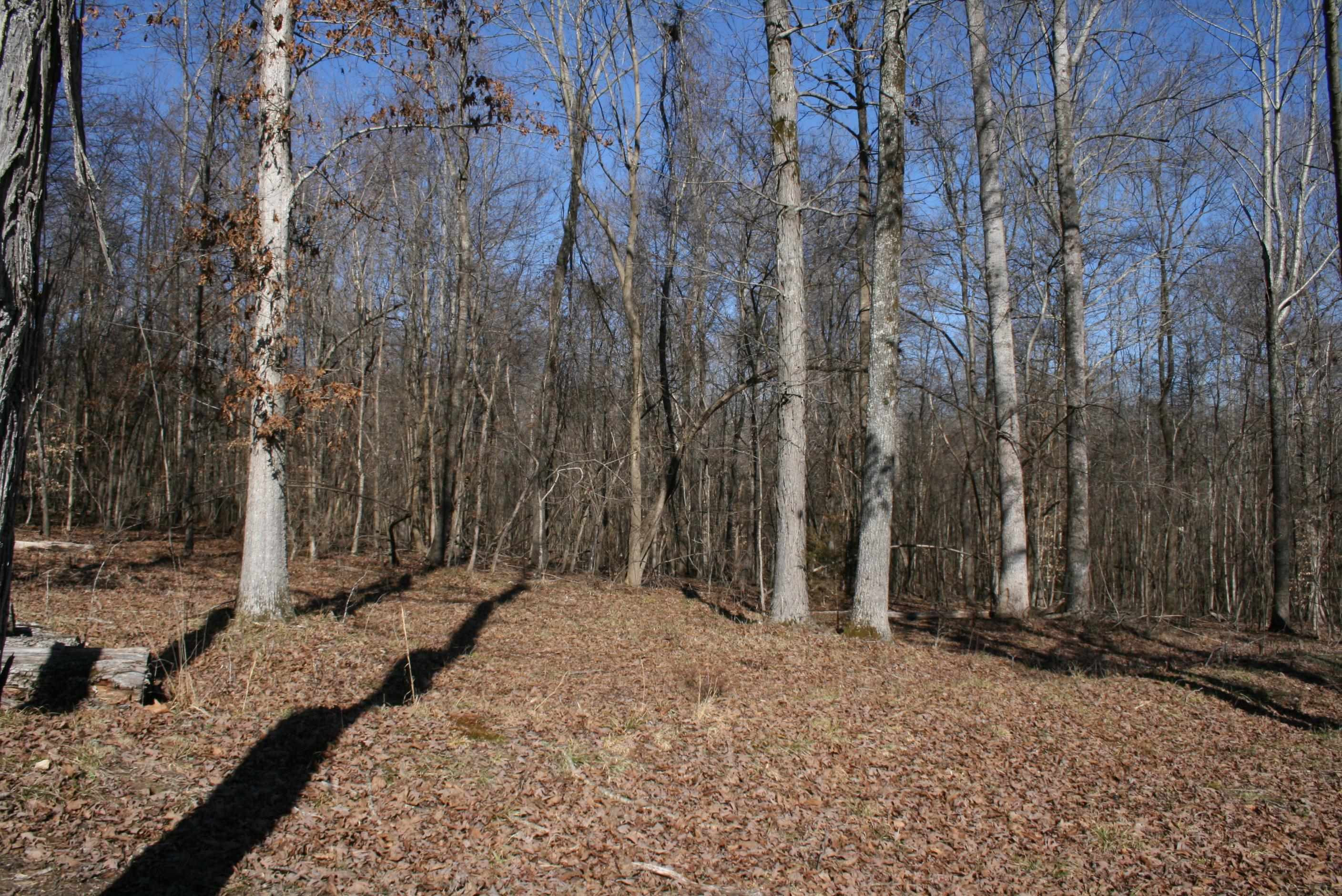 0 Poplar Springs Bargerton Road Lexington, TN 38351 - Photo 6 of 23 Photo 6