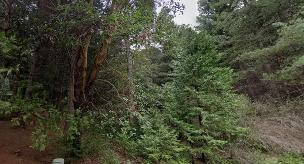 a view of a forest with a tree