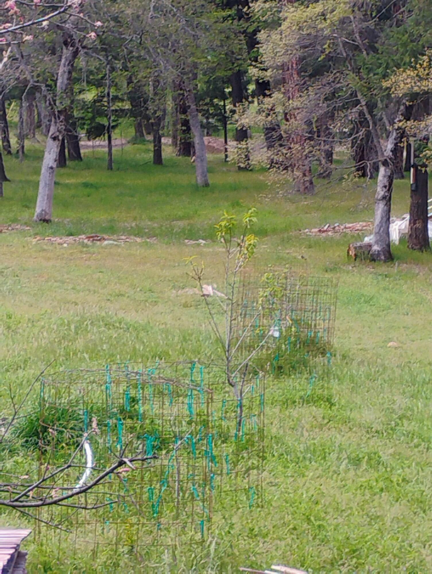 1411 Mc Alexander Road Hayfork, CA 96041 - Photo 23 of 38 Fruit trees