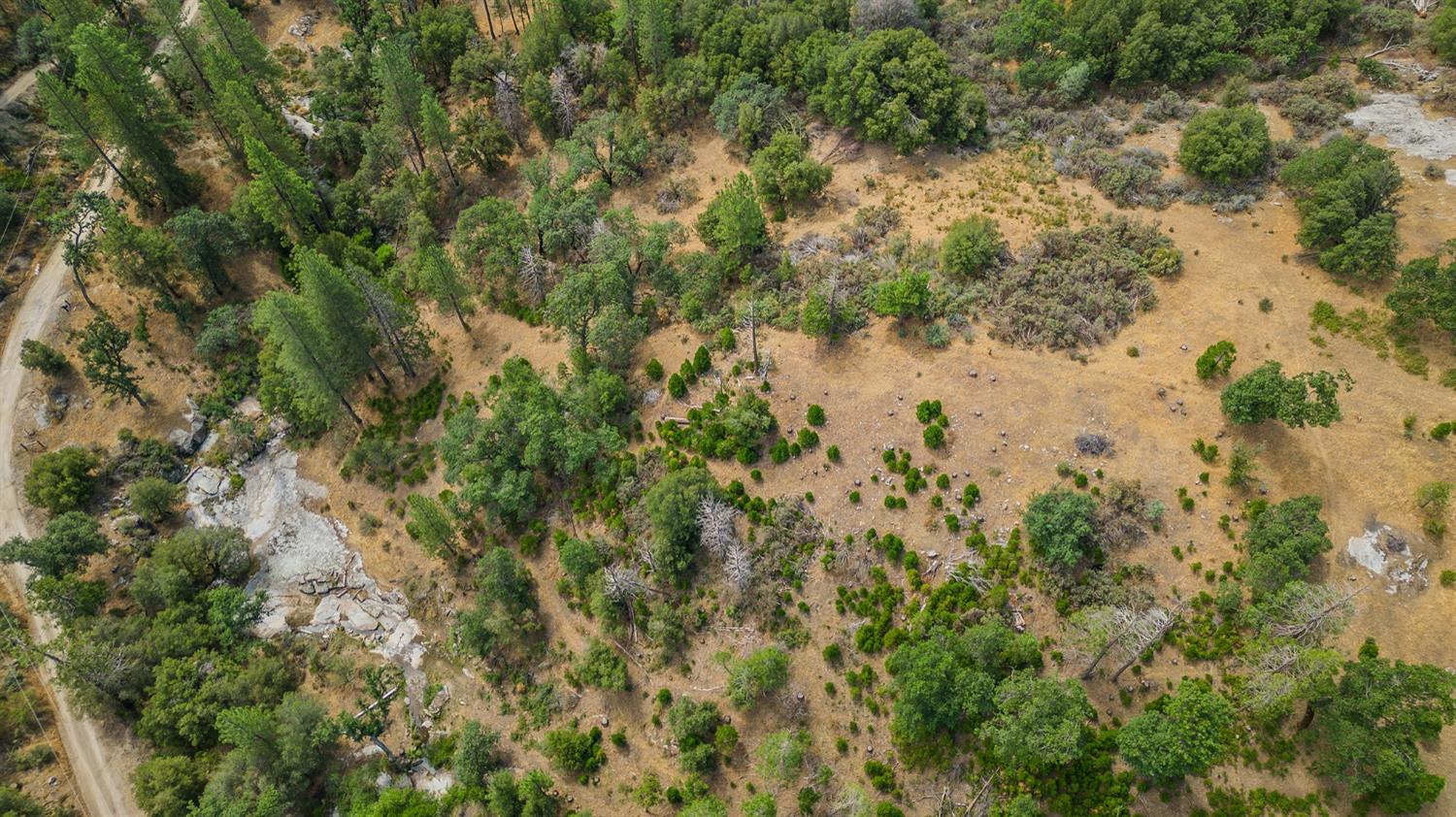 33288 Linson Road Tollhouse, CA 93667 - Photo 48 of 54 a view of a forest with a tree