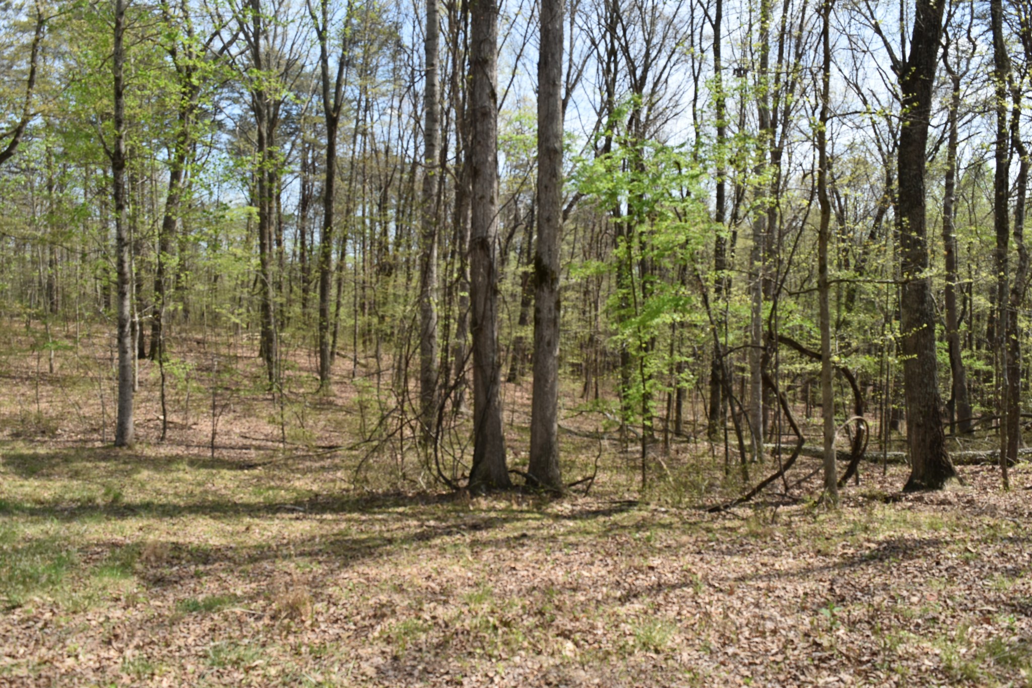 490 Haynes Road Sewanee, TN 37375 - Photo 25 of 28 Gallery Image 25