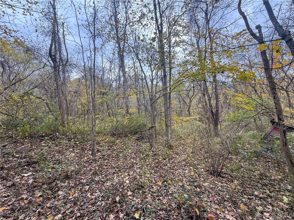 Wood Road Albany, OH 45710 - Photo 9 of 24 View of wooded area