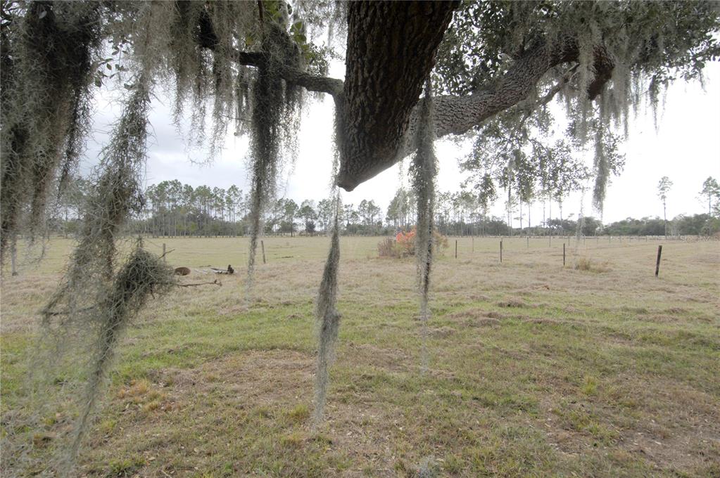 14780 Sugarbowl Road Myakka City, FL 34251 - Photo 23 of 53 a view of a yard with a tree