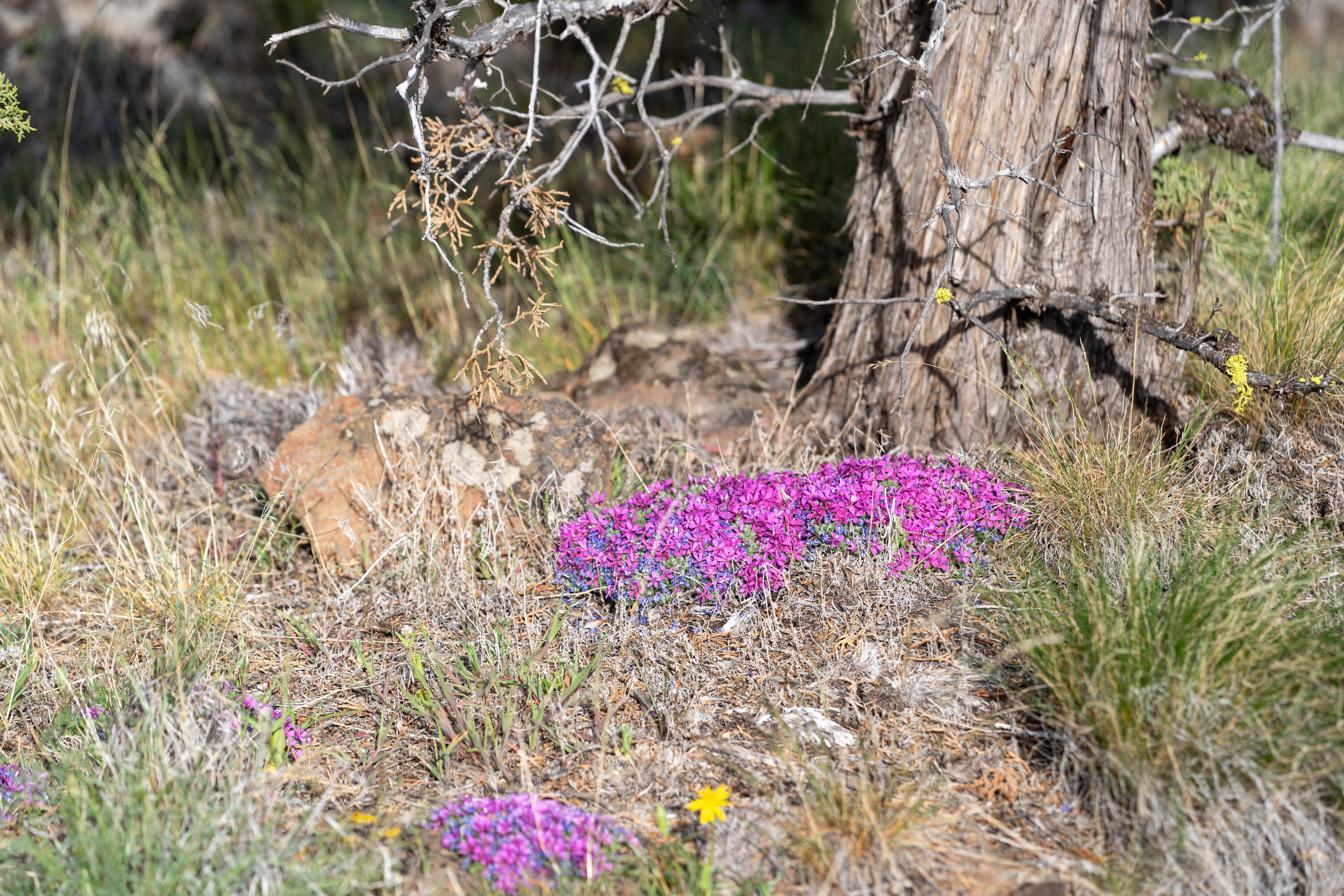 69740 McKenzie Canyon Road Sisters, OR 97759 - Photo 41 of 45 Desert Flowers