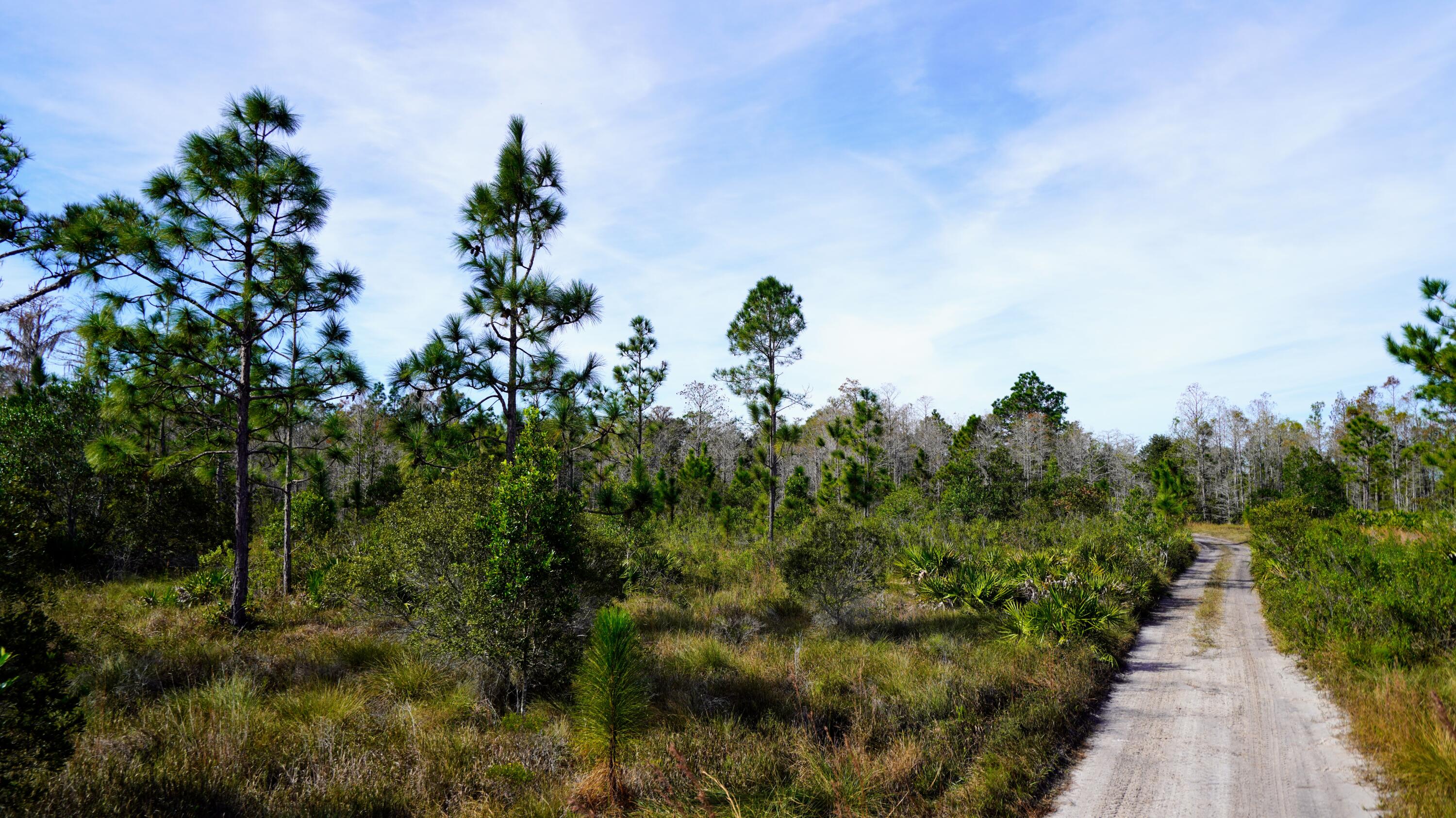 1224001 Holopaw Groves Rd Street St. Cloud, FL 34773 - Photo 12 of 99 _DSC8654