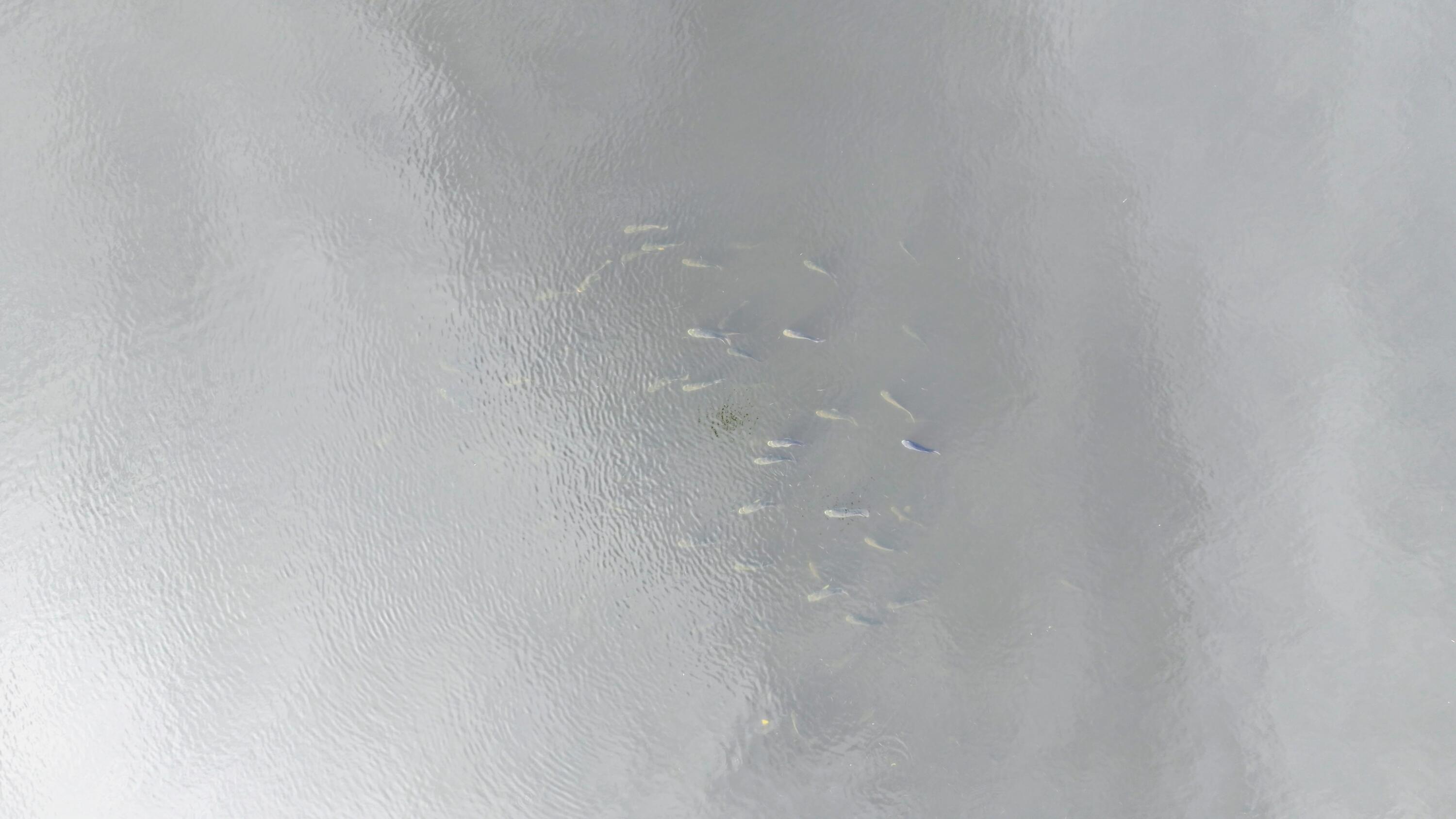 1224001 Holopaw Groves Rd Street St. Cloud, FL 34773 - Photo 89 of 99 dji_fly_20231207_101734_0110_17019766699