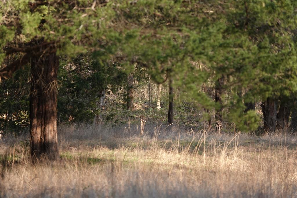 3842 Fm 2029 Telephone, TX 75488 - Photo 11 of 13 a view of a lake with a tree in the background